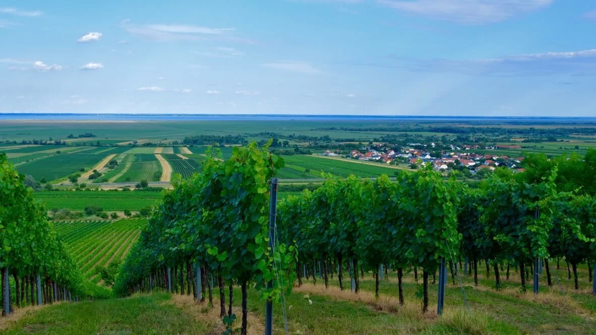 Lake Neusiedl vineyards