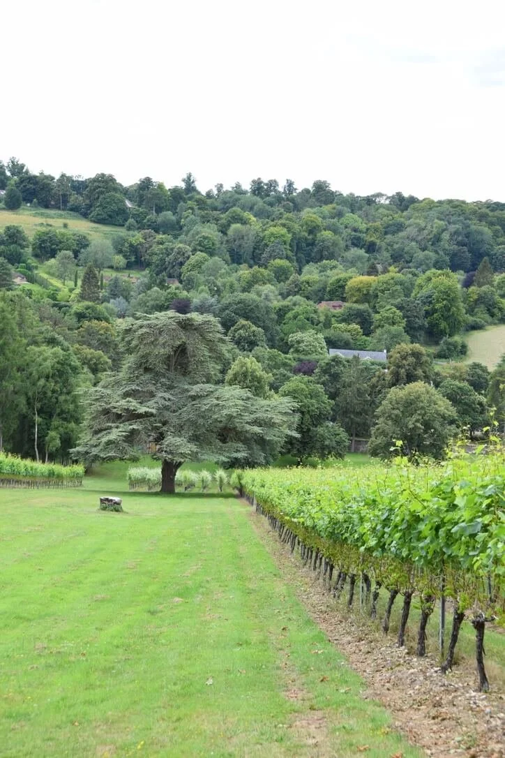 fairmile-vineyard-stonor-valley.jpeg