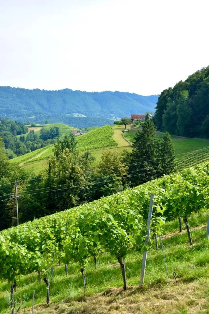 sausal-wine-trail-3.jpeg