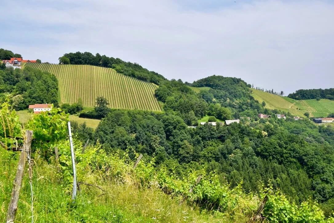 kitzeck-sausal-vineyard-slopes-3.jpeg