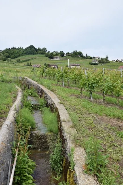 lavaux-calisses.jpeg