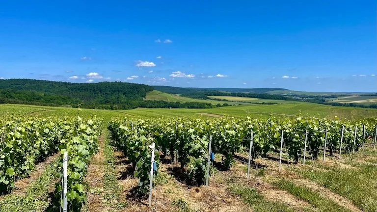 mutigny-vineyards-4.jpeg