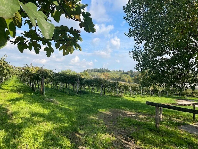 gorgo-custoza-vineyards.jpeg