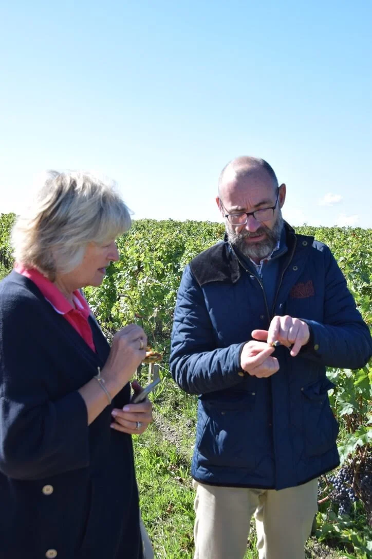 chateau-pichon-baron-vineyard.jpeg