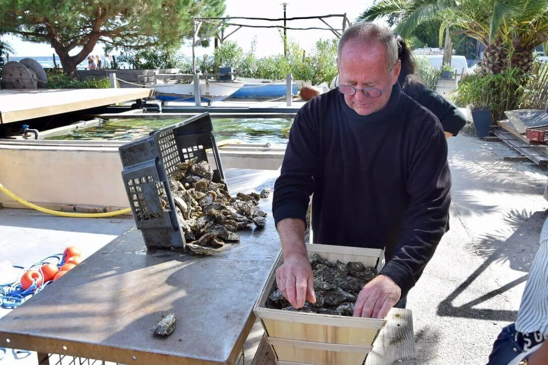 cap-ferret-oyster-farming.jpeg