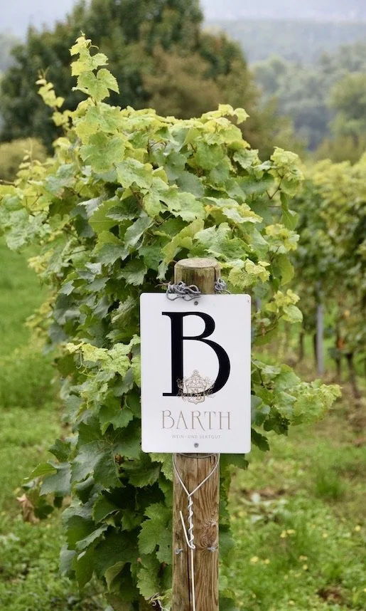 weingut-barth-vines.jpeg