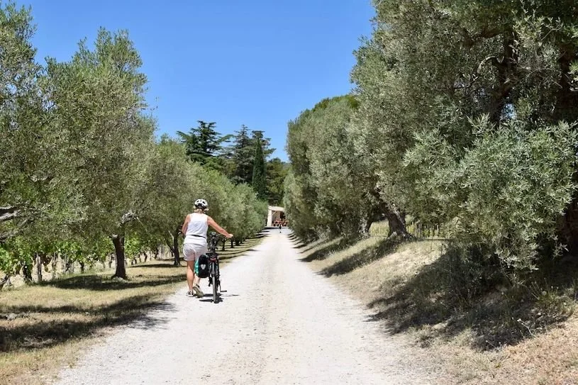 A wine and olive oil estate