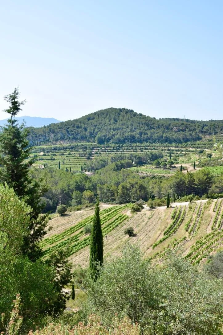 pibarnon-bandol-vineyard-2.jpeg