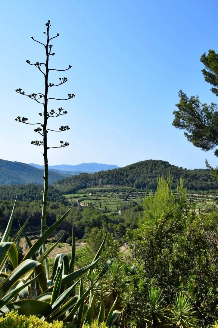 pibarnon-bandol-vineyard.jpeg