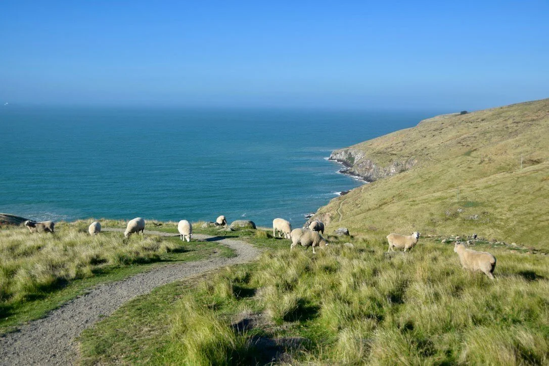 godley-head-walk-3.jpeg