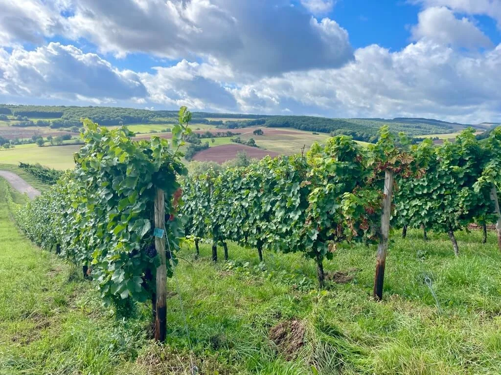 nahe-vineyards-hikes-3.jpeg
