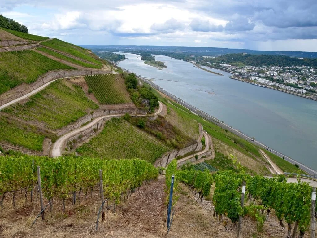 rheingau-vineyards-rudesheim-assmannshausen.jpeg