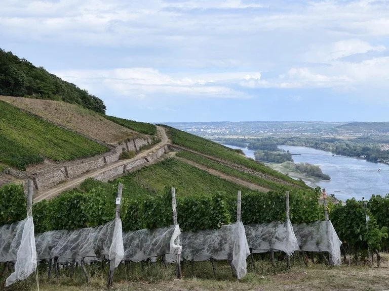 rüdesheim-vineyards-rheingau-2.jpeg