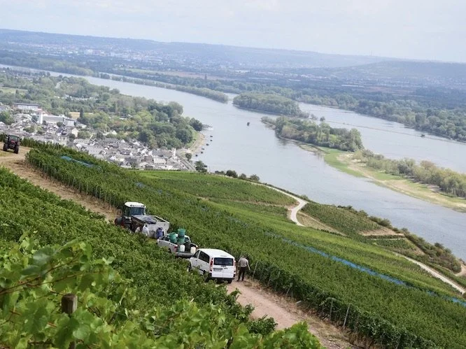 rüdesheim-vineyards-rheingau.jpeg