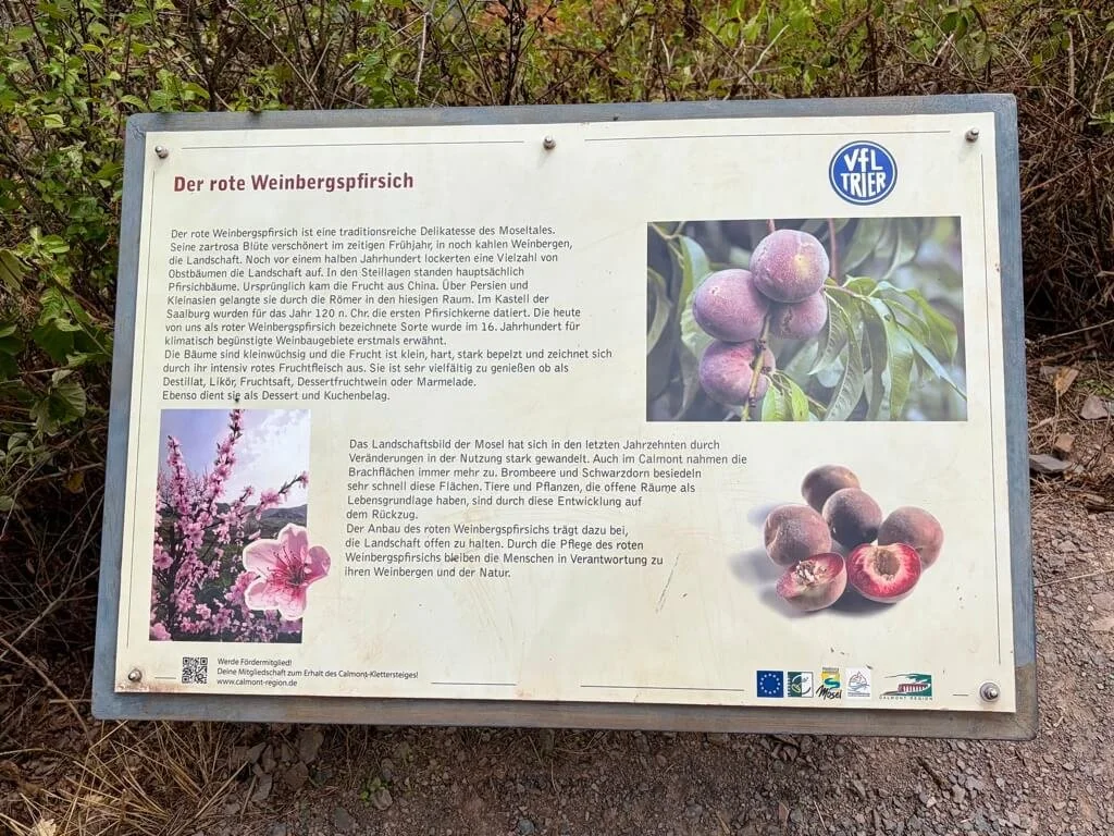 bremm-calmont-hike-nature.jpeg