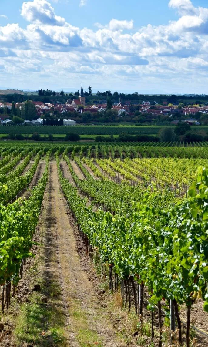 freinsheim-hike-3.jpeg