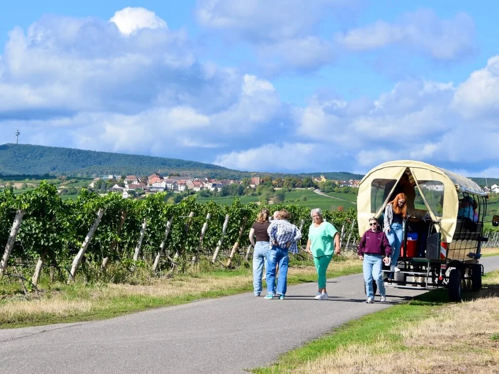 freinsheim-vineyard-walk.jpeg