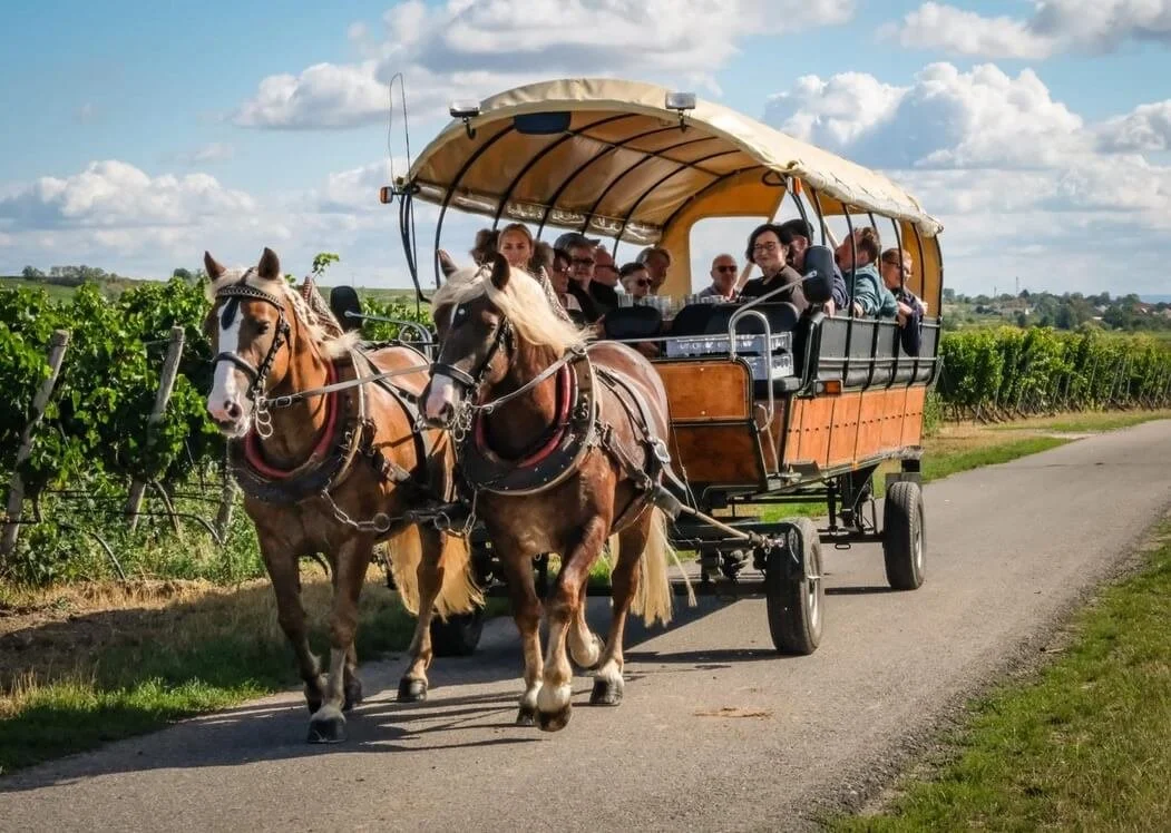 pfalz-wine-tourism.jpeg