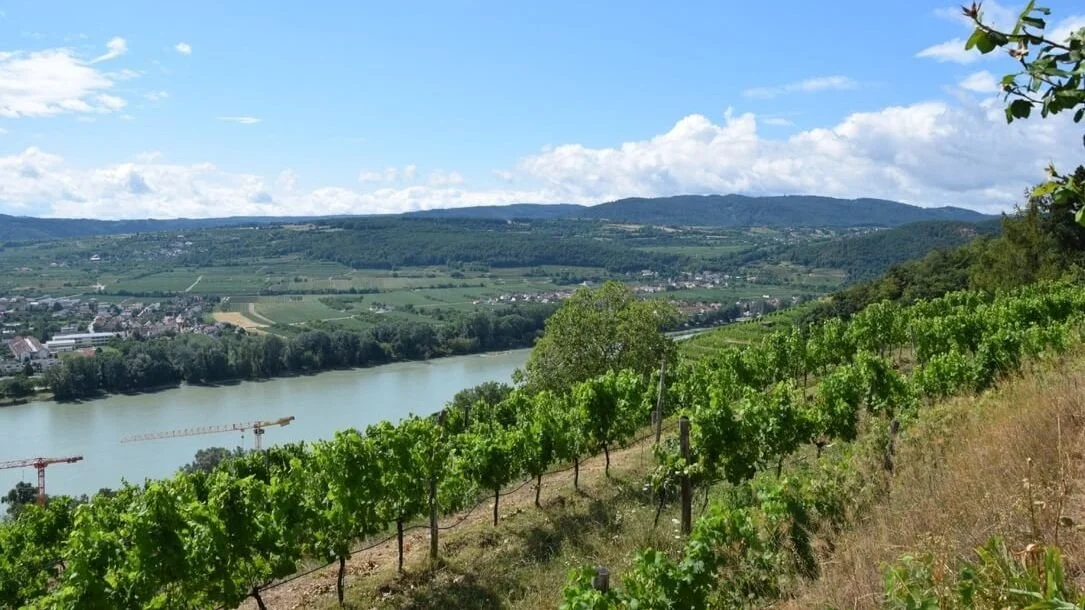 The vineyards of the Wachau