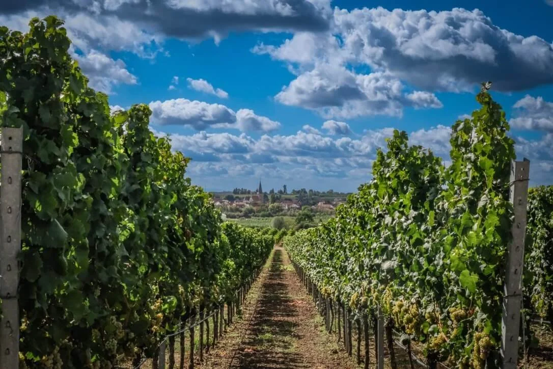 freinsheim-vineyards.jpeg