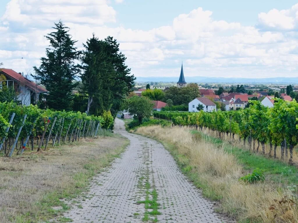 We visit two top wineries in the northern Pfalz wine region