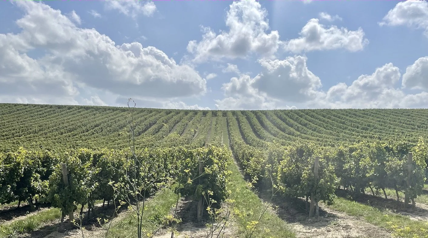 Domaine le Fort vineyards, Malepère