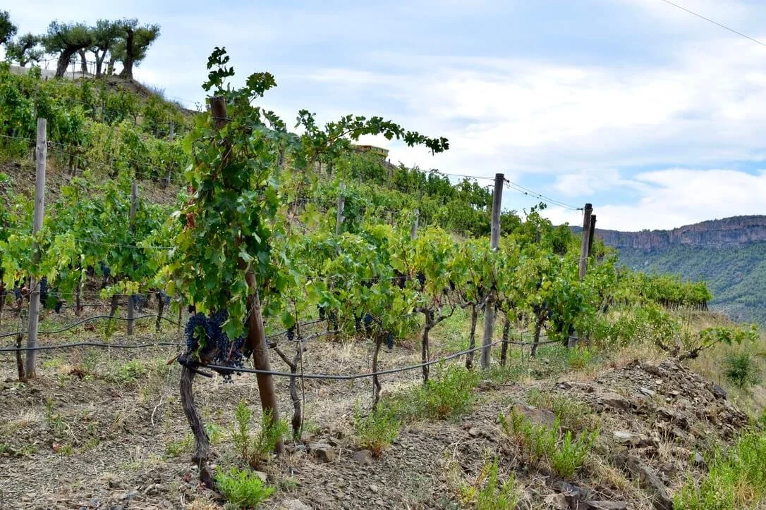 Priorat vineyards