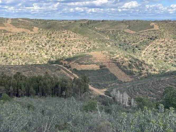 Typical landscapes in Lower Alentejo