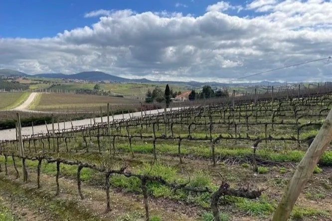 AdegaMae vineyards Torres Vedras