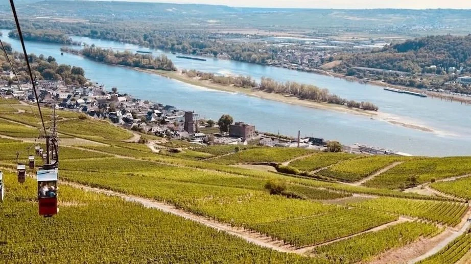 Rüdesheim vineyards