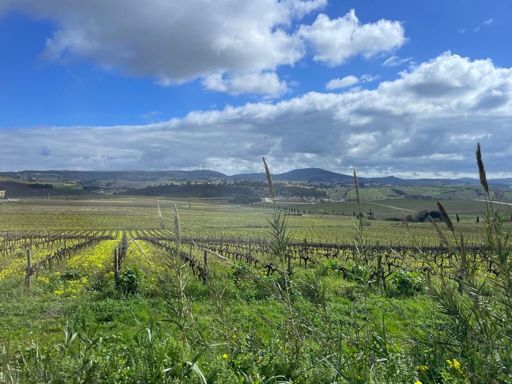 Explore the Torres Vedras wine region of Portugal 