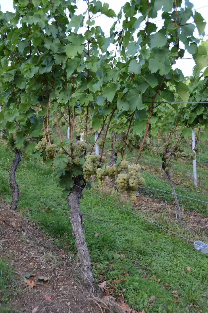 Mosel-Ruwer Riesling grapes