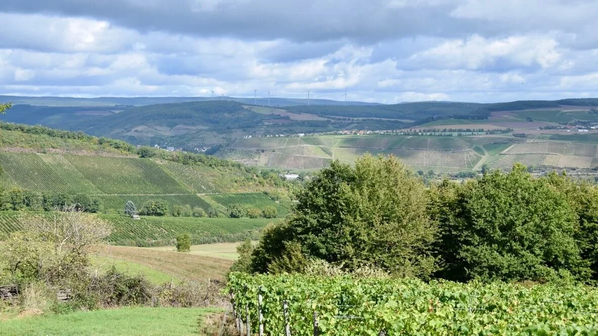 View across to the Monzingen vineyards