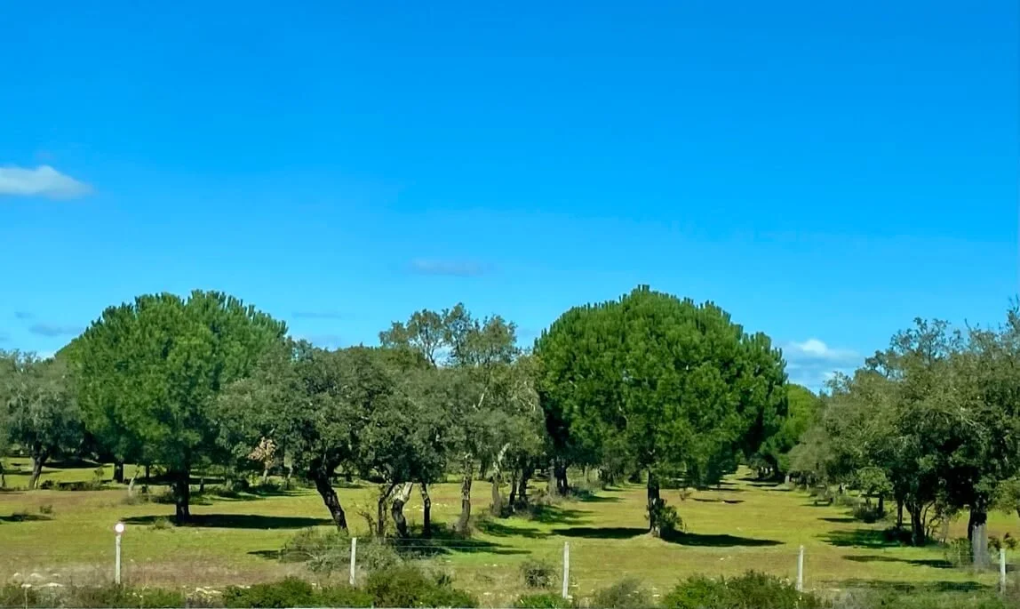 Typical landscapes in Upper Alentejo