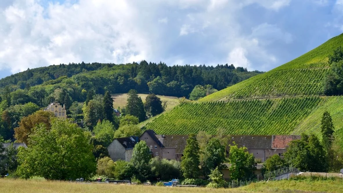 Discover the top estates in the Mosel’s Ruwer wine region