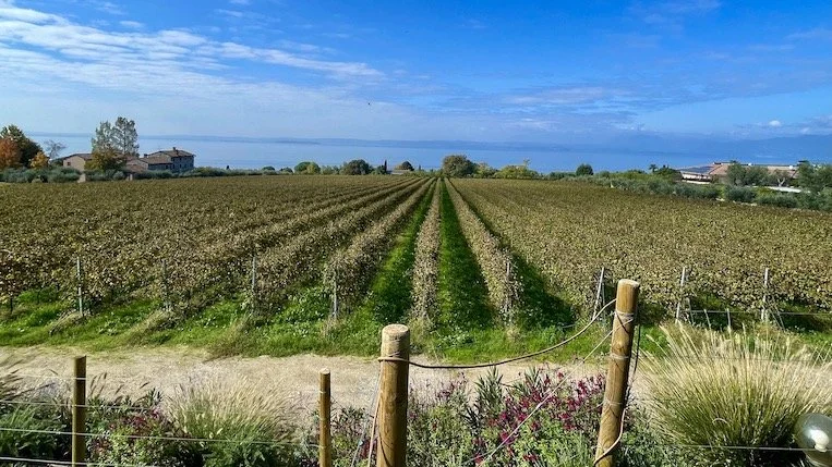 lake-garda-vineyards.jpeg
