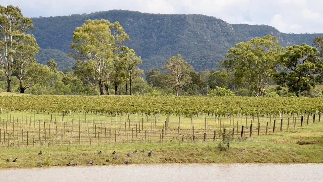 Choose the right Australian Shiraz for every occasion