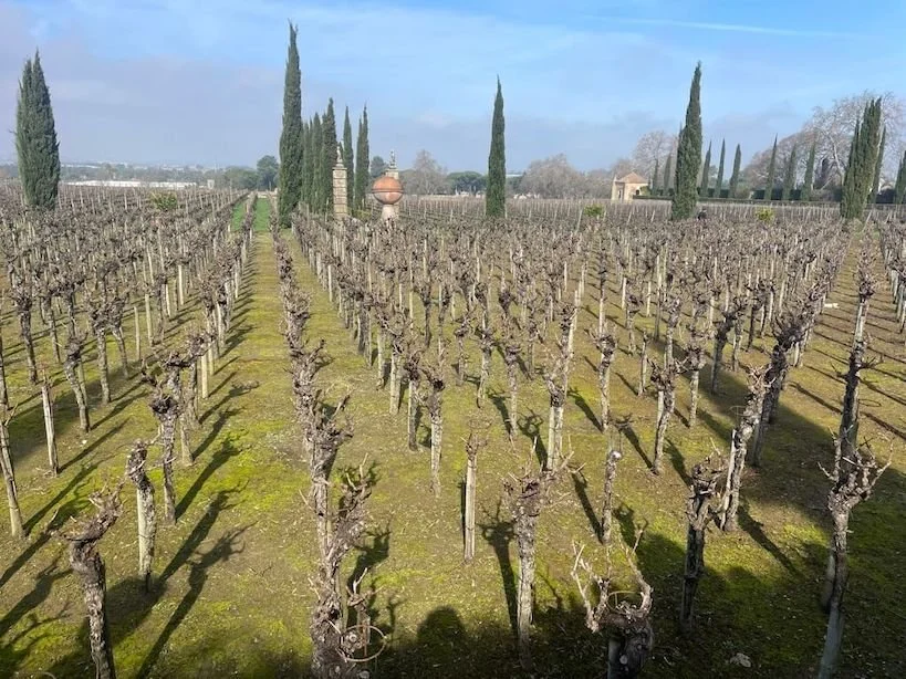 Bacalhôa Vinhos Setubal