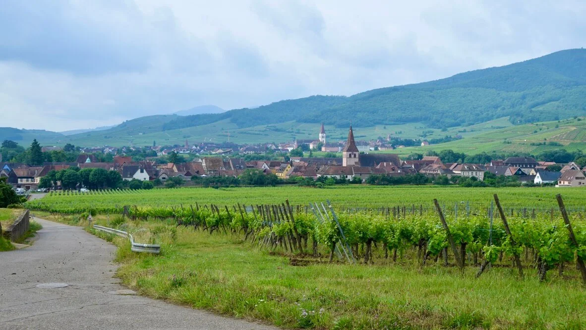 Discovering some of the best Alsace wine producers