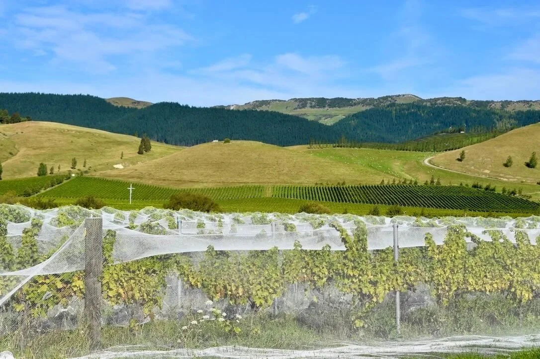 Greystone vineyards, Waipara