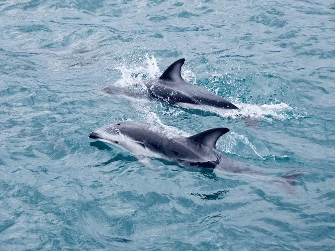 Dolphin & whale watching, Kaikoura, S. Island