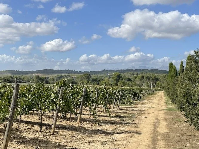 Cava vineyards - Penedès