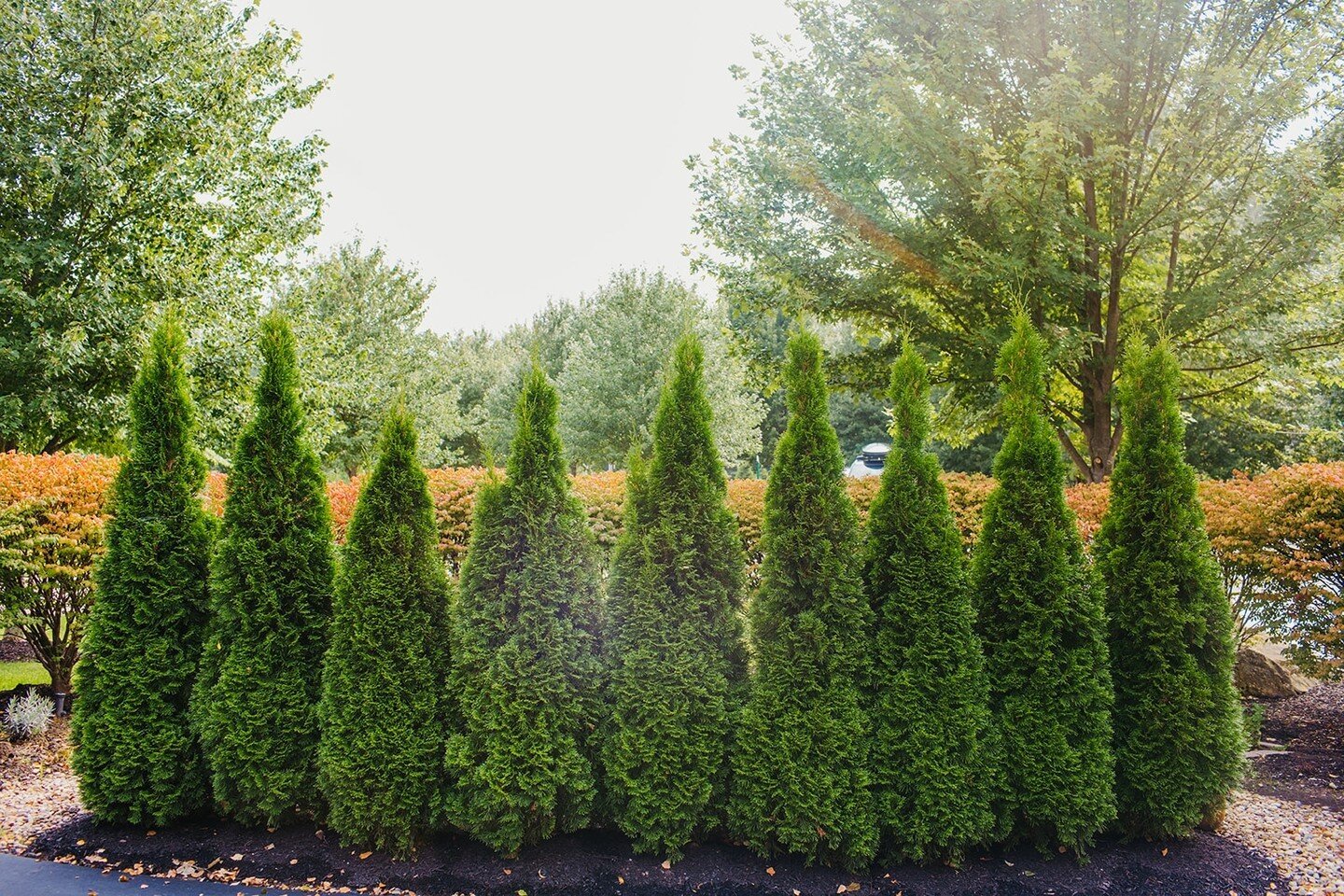 Summer is approaching, it is time to get your trees in a row! 🌲🌲🌲⁠
⁠
#landscaping #trees #lawncare #lawnmaintenance #residentiallandscaping ⁠#landscapedesign #gardendesign #hardscapelife #landscapearchitecture #lawnmowing #backyard #landscapecontr