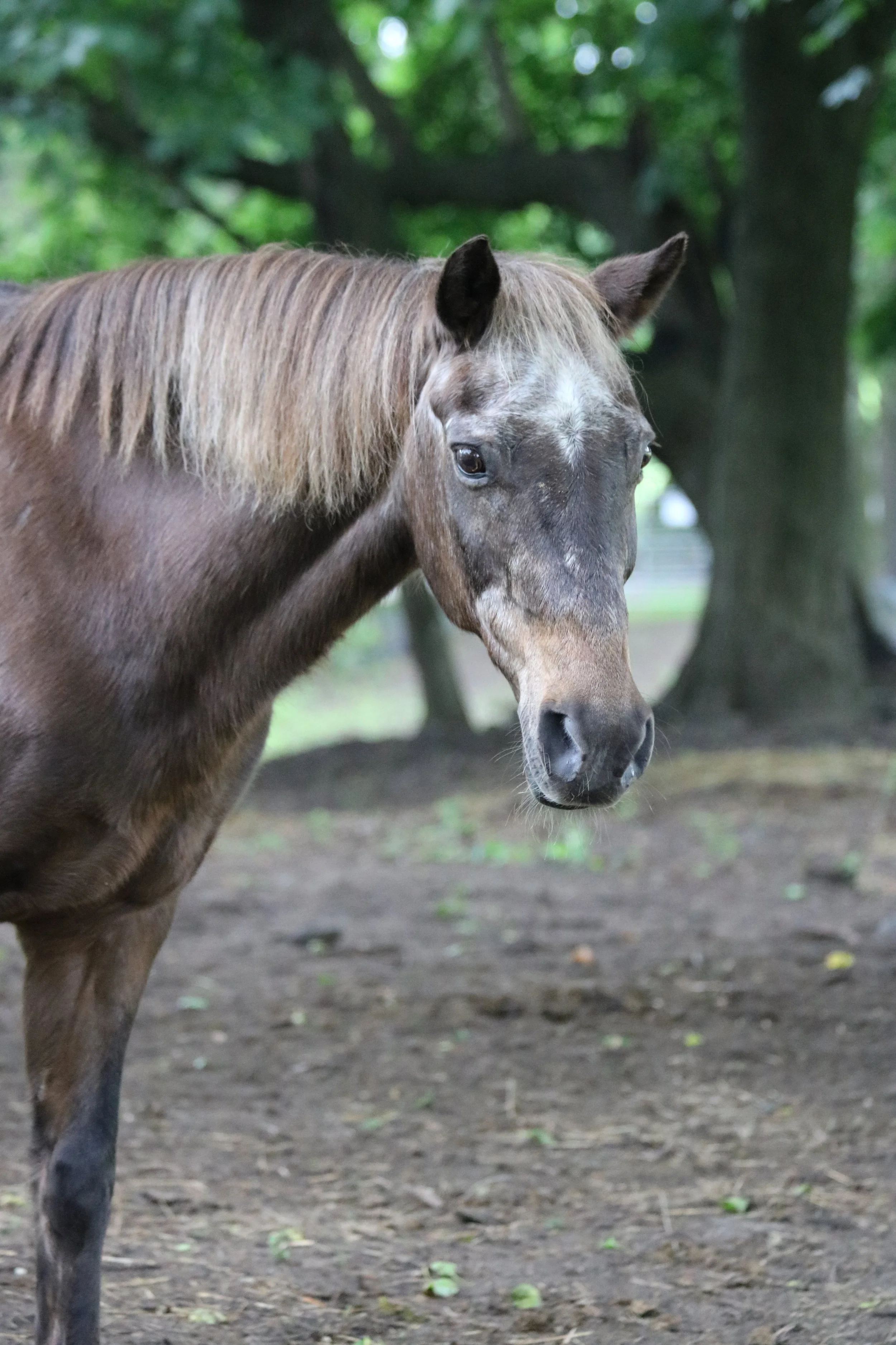 A brown horse with shaggy hair and a small white spot on its forehead.