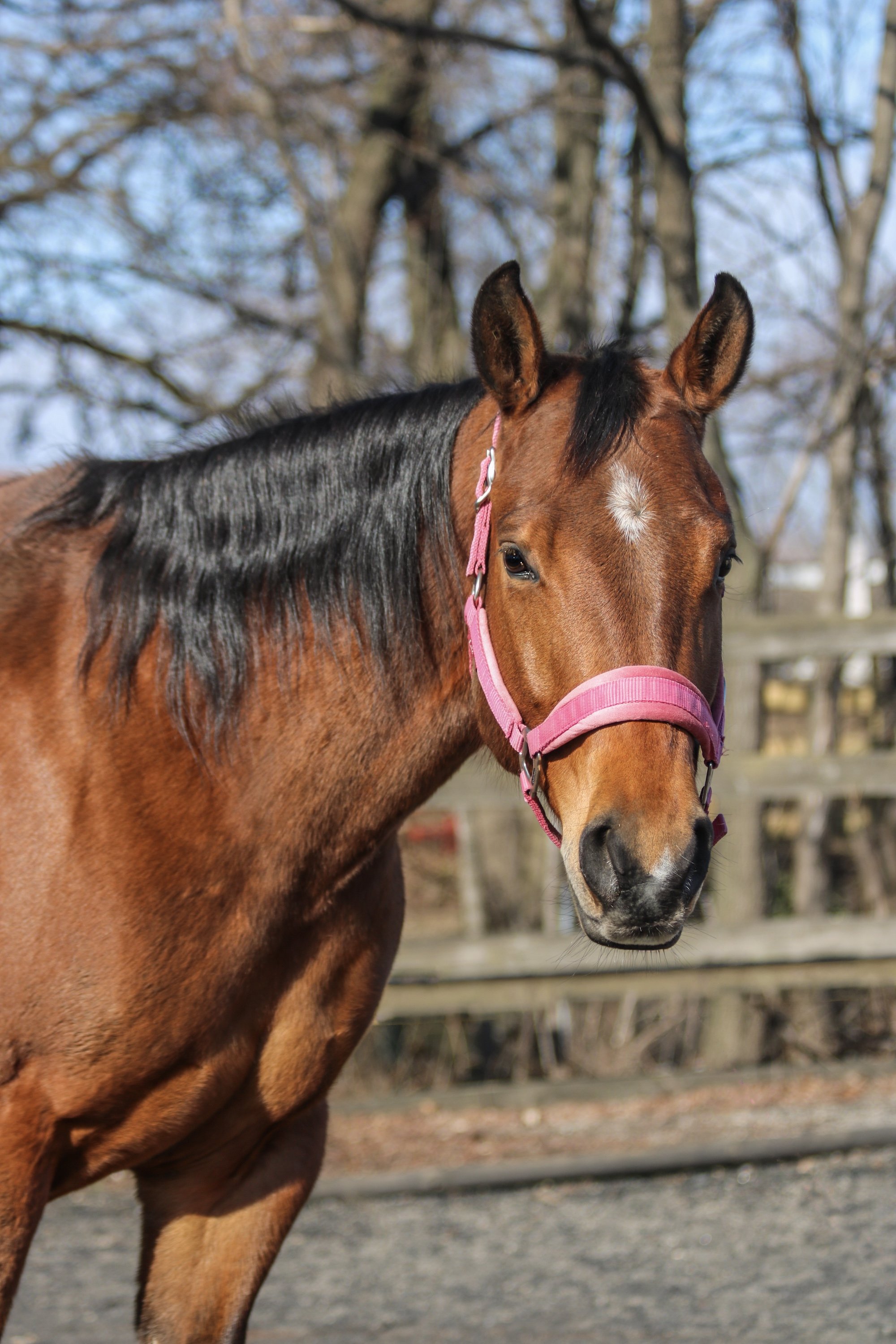 A brown horse with a small white star on its face