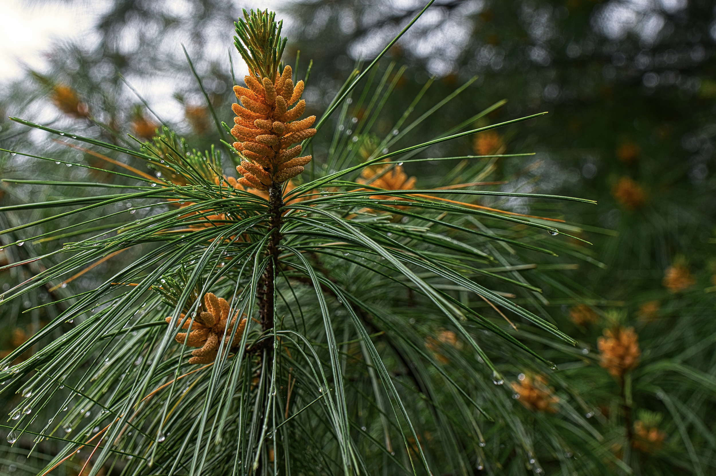 Loblolly pine forest