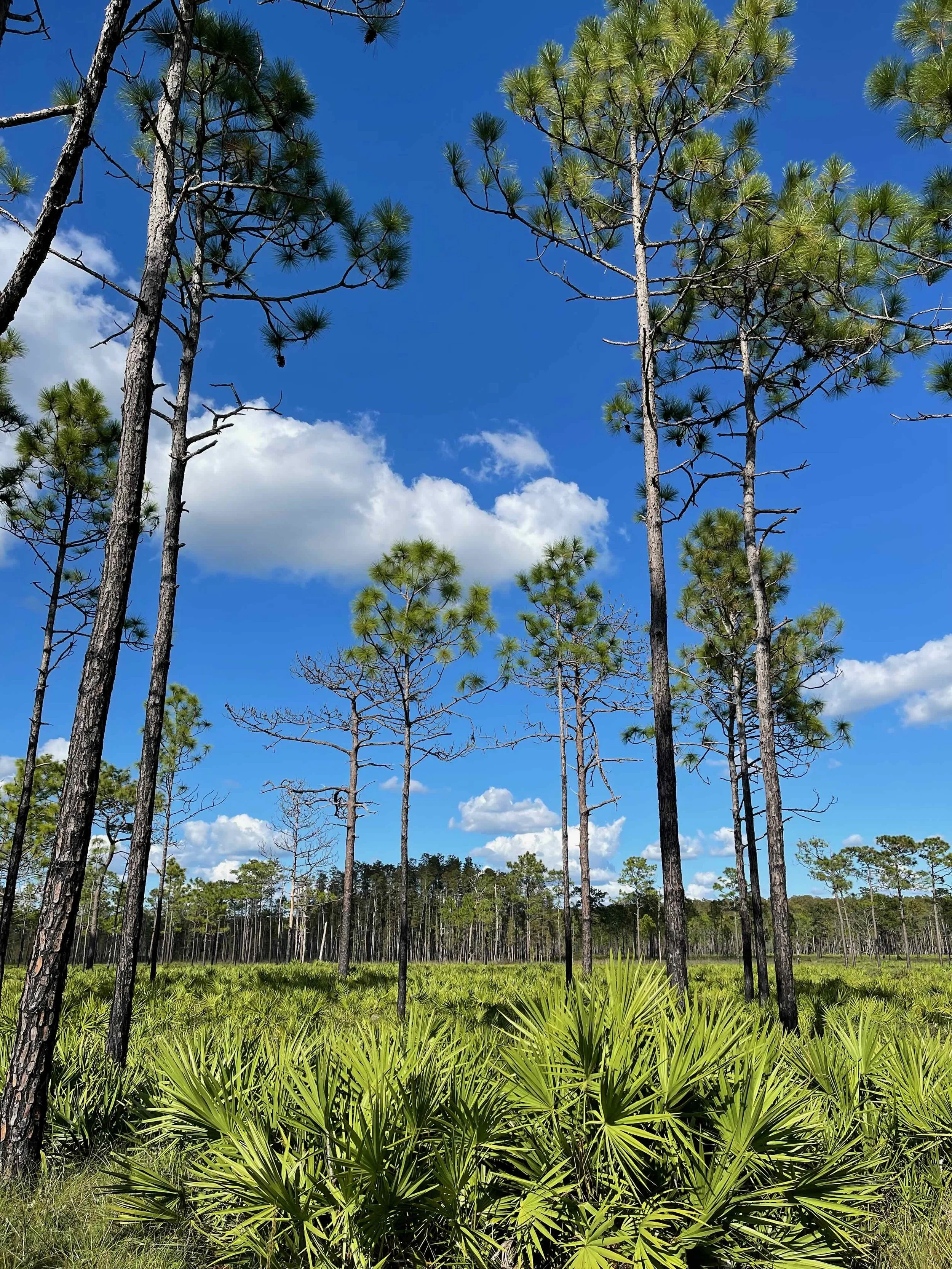 Forestry landscape