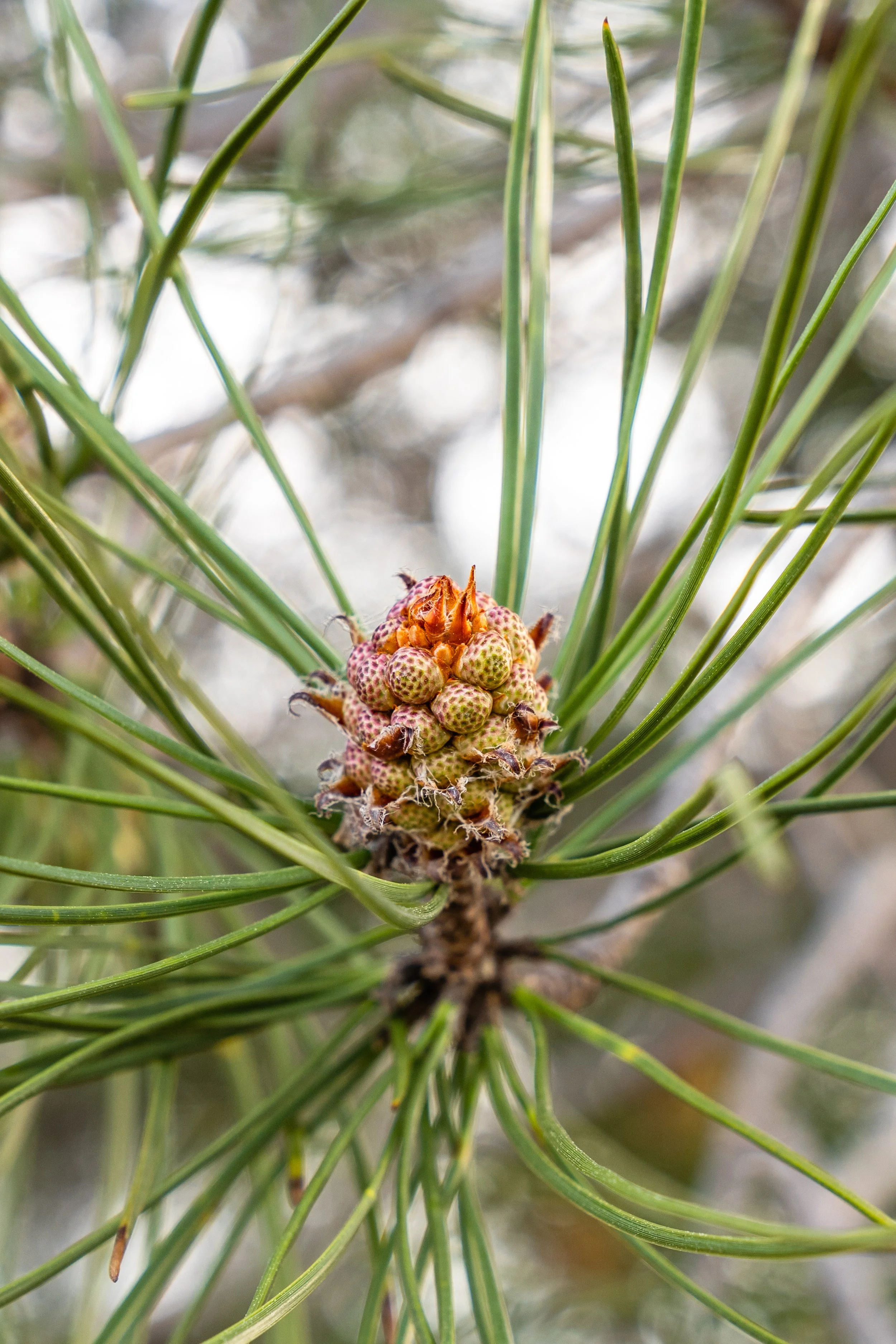 Loblolly pine trees