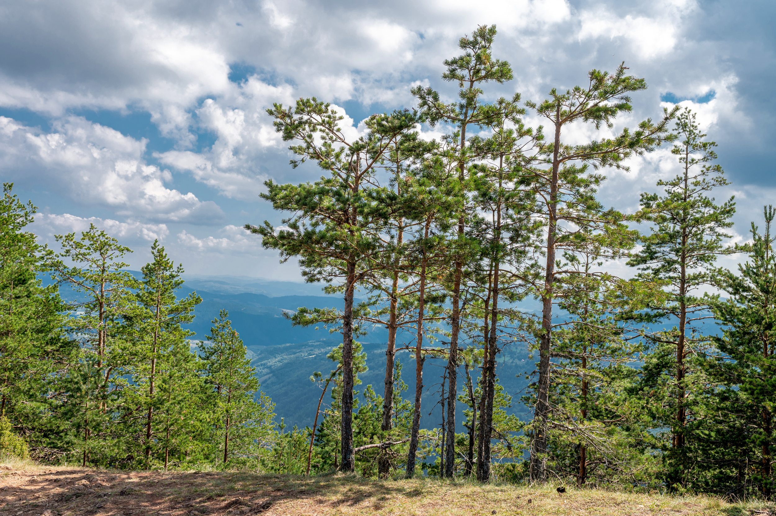 Tall trees reaching toward the sky