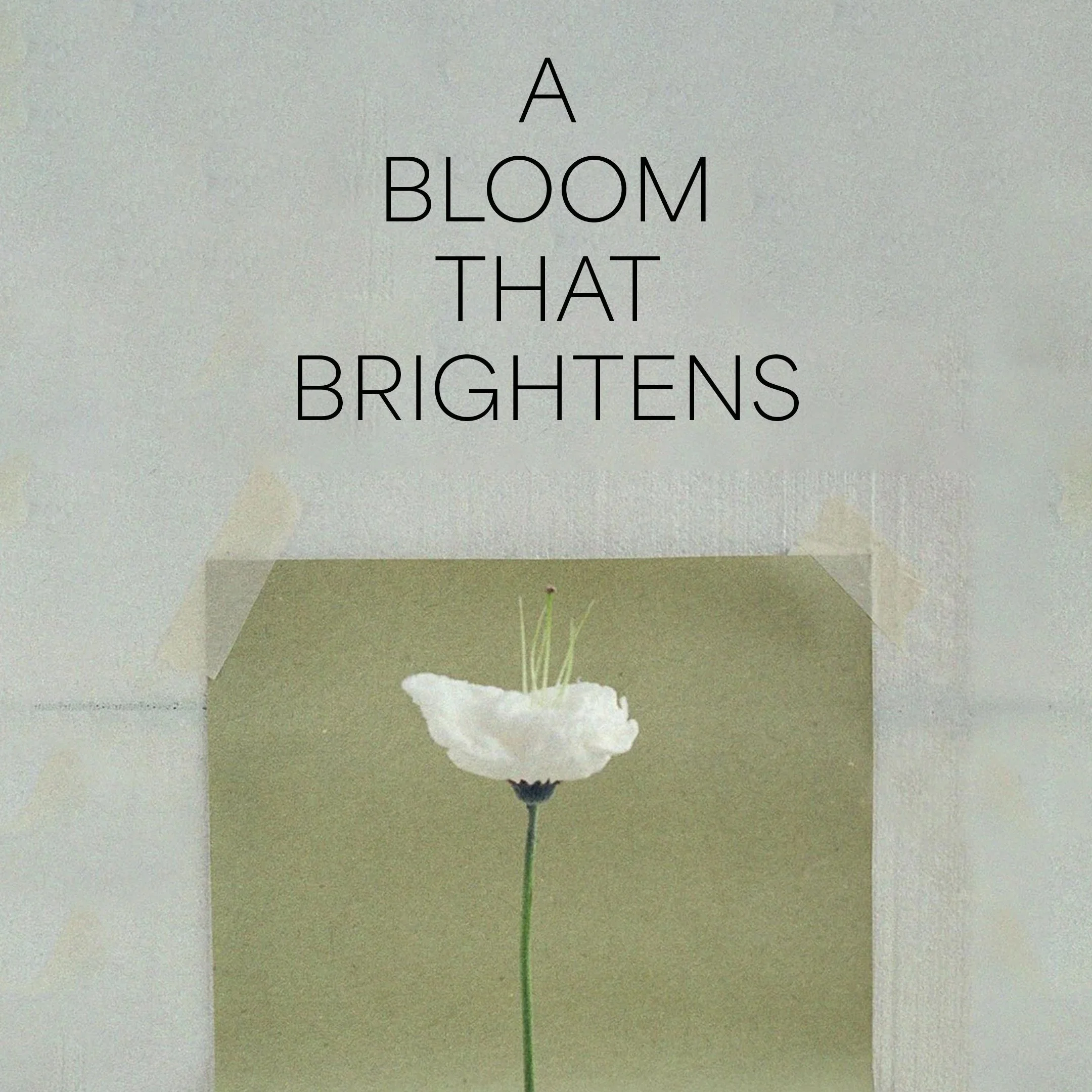 A Bloom That Brightens